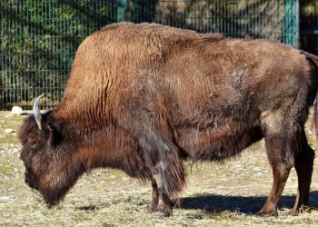 С копие бракониери убиха зубър край Разград