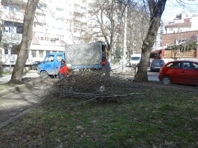 Продължават да рухват дървета, пострадали от снега и леда в Плевен 9 Продължават да рухват дървета, пострадали от снега и леда в Плевен