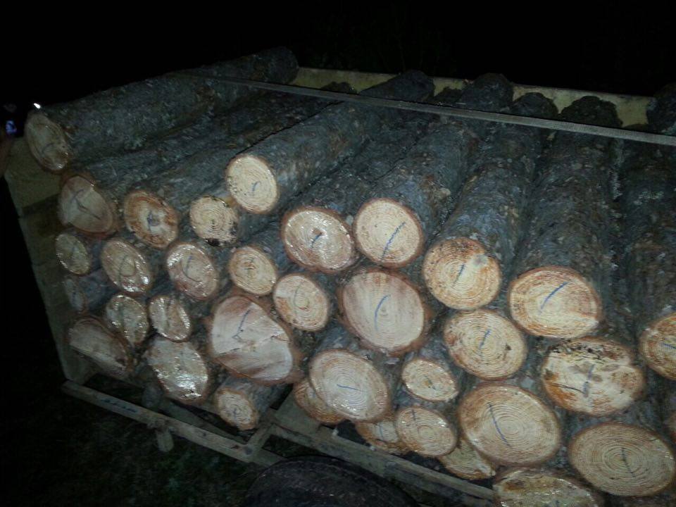 Бракониери на дърва вкарани в ареста