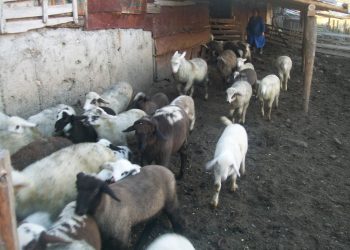 Прекупвачи извиват ръцете на стопани за евтини агнета