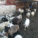 Прекупвачи извиват ръцете на стопани за евтини агнета