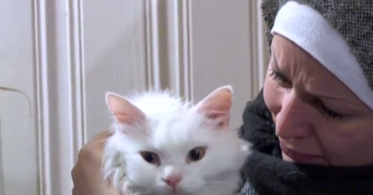 Котка-бежанец измина 3000 км., за да се събере със стопаните си 1 4e5341e9 9d7b 83a5