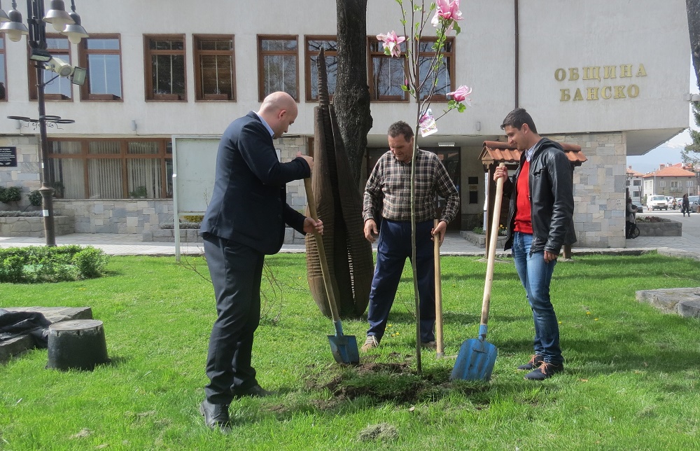 Засадиха над 150 фиданки в Банско