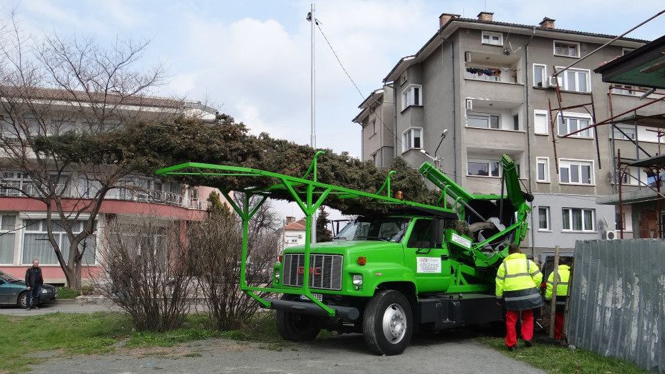 В Стара Загора преместиха кипарис, вместо да бъде отсечен