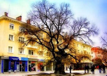 Старият бряст светва в лилаво