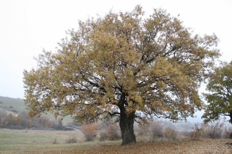 Закон пази 400-годишен дъб в Харманли