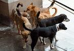 Бесят тайно кучетата в Бродилово 1 52a0e2b9d7163