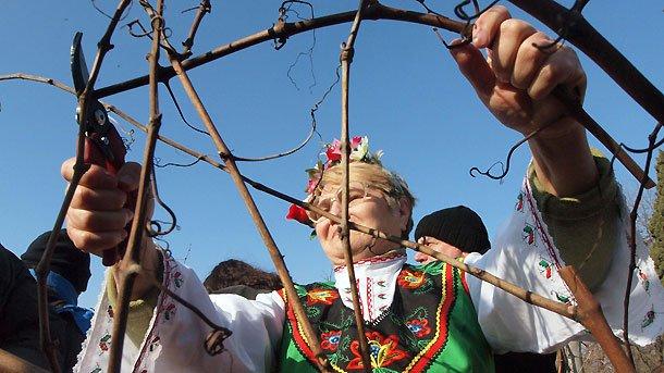 Винари в Сунгурларе зарязаха лозята