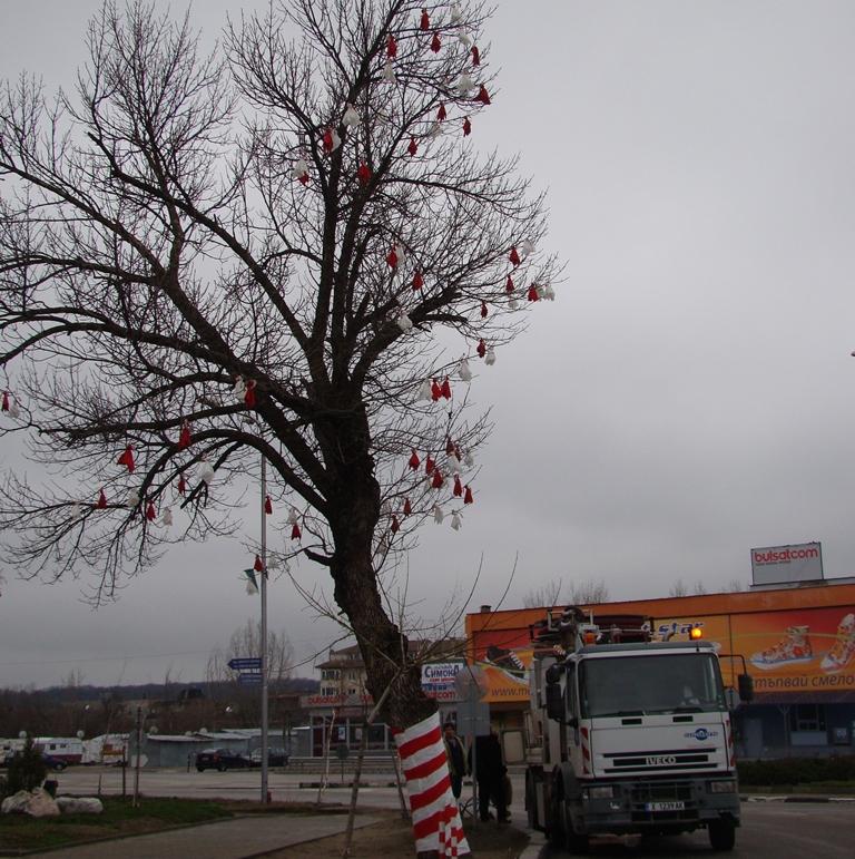 Пижо и Пенда цъфнаха в Димитровград