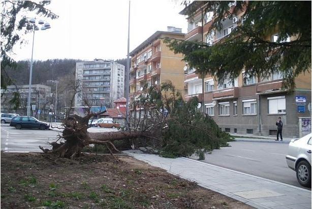 Граждани връщат гората на Габрово след бурята 9 Граждани връщат гората на Габрово след бурята