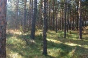 300 нови дървета за Деня на Земята в Пещера 1 52a163eb89f08