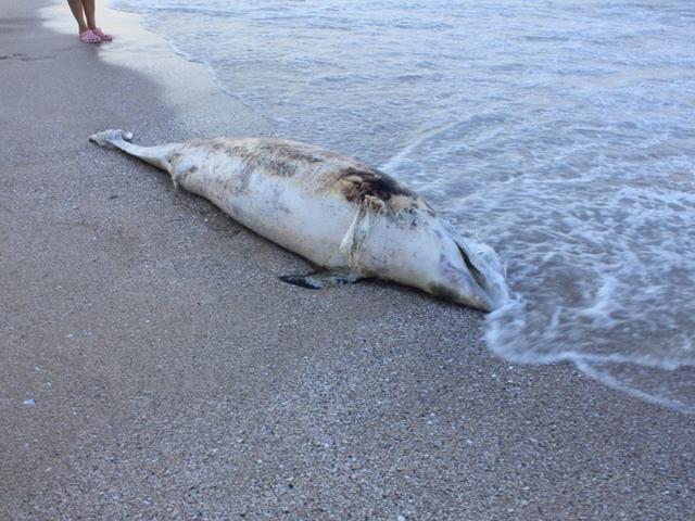 Пореден мъртъв делфин изхвърли морето край Бургас