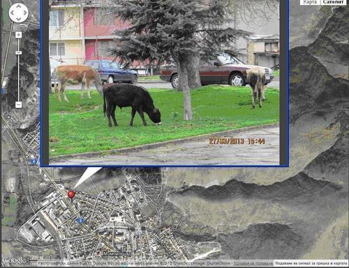 В Момчилград “засичат” кравите с GPS