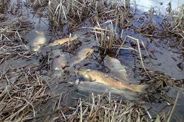 Около тон мъртва риба откриха в язовир край Кърджали