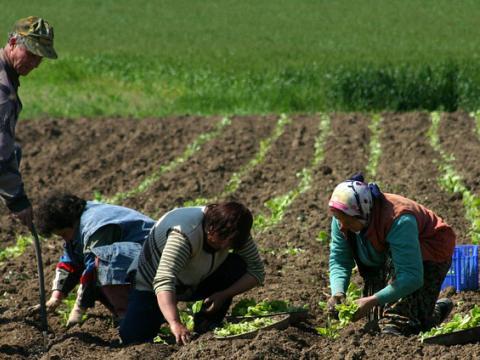 Тютюнопроизводители от Пиринско тръгват на гурбет