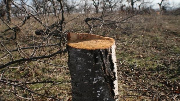 Работници секат парк по погрешка във Враца