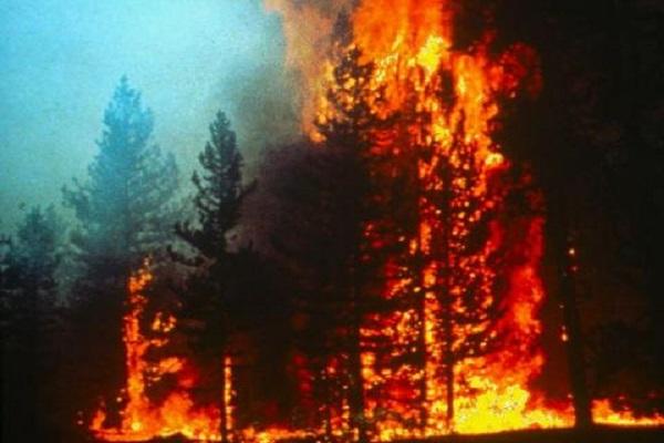 200 пожарникари успяха да спрат стихията край Свиленград