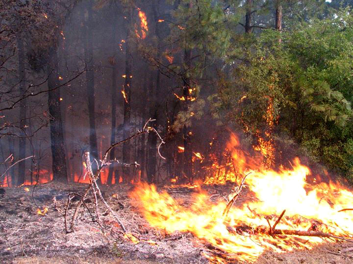 Пожарът край Фролош е овладян, изгоряха 100 дка иглолистна гора