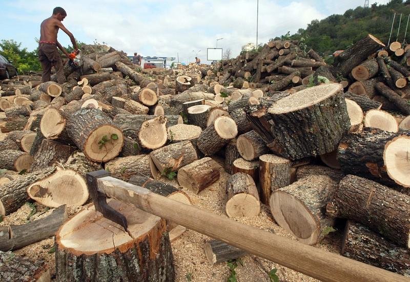 Албанци купуват дървесина от Кюстендил 9 Албанци купуват дървесина от Кюстендил