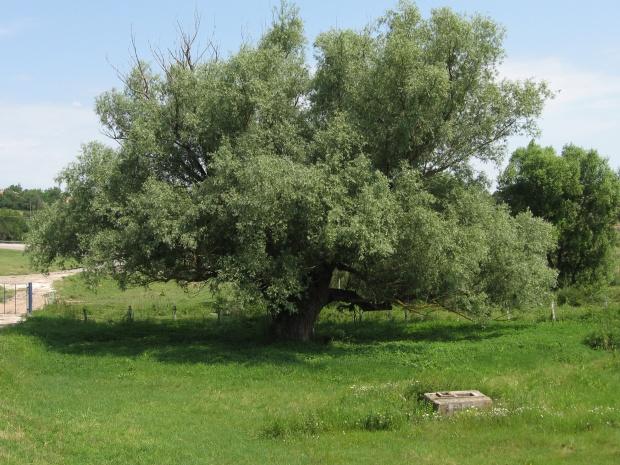 В село Оглед се лекуват с кората на вековно дърво