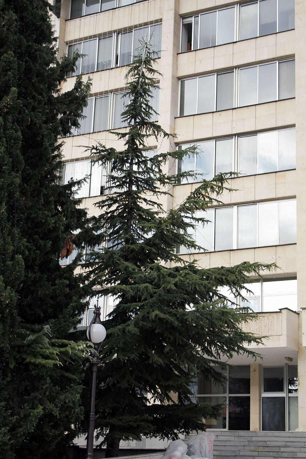 Стара Загора ще празнува с живо коледно дърво 1 52a5e3ea2041f