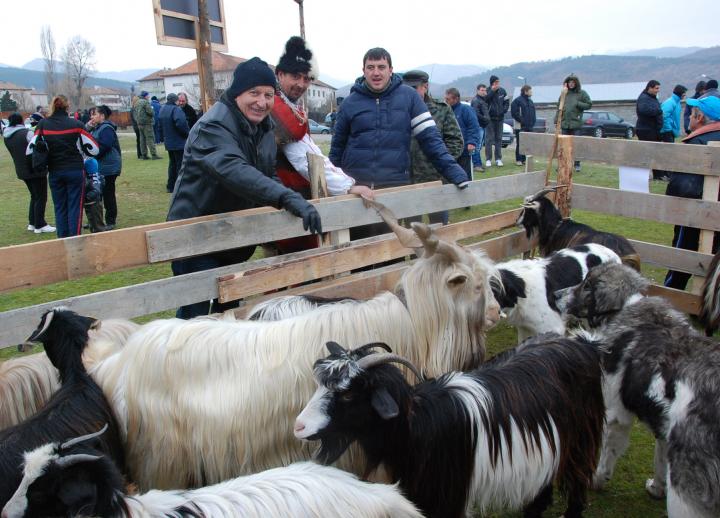 Редки породи кози и кучета на дефиле в Кресна