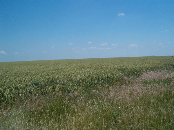 Неуспешна жътва за производителите във Вълчедръм 1 53ad41450b0cf