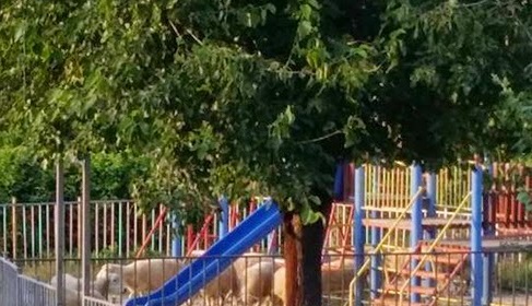 Овце и касапи завзеха детска площадка в с. Глухар