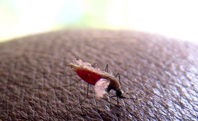 Тигрови комари са открити в Лом 1 5412f382c7614