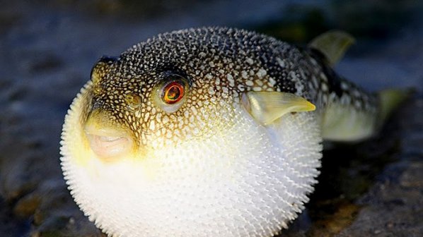 Отровният вид риба Фугу достигна Черно море