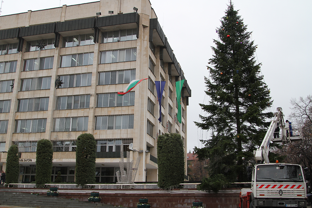 17-метрова елха ще грейне в Града на липите