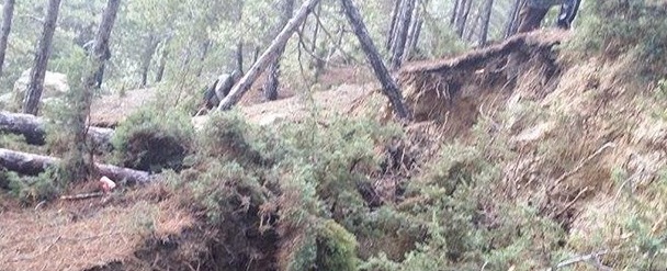 Община Бургас възстановява унищожена гора