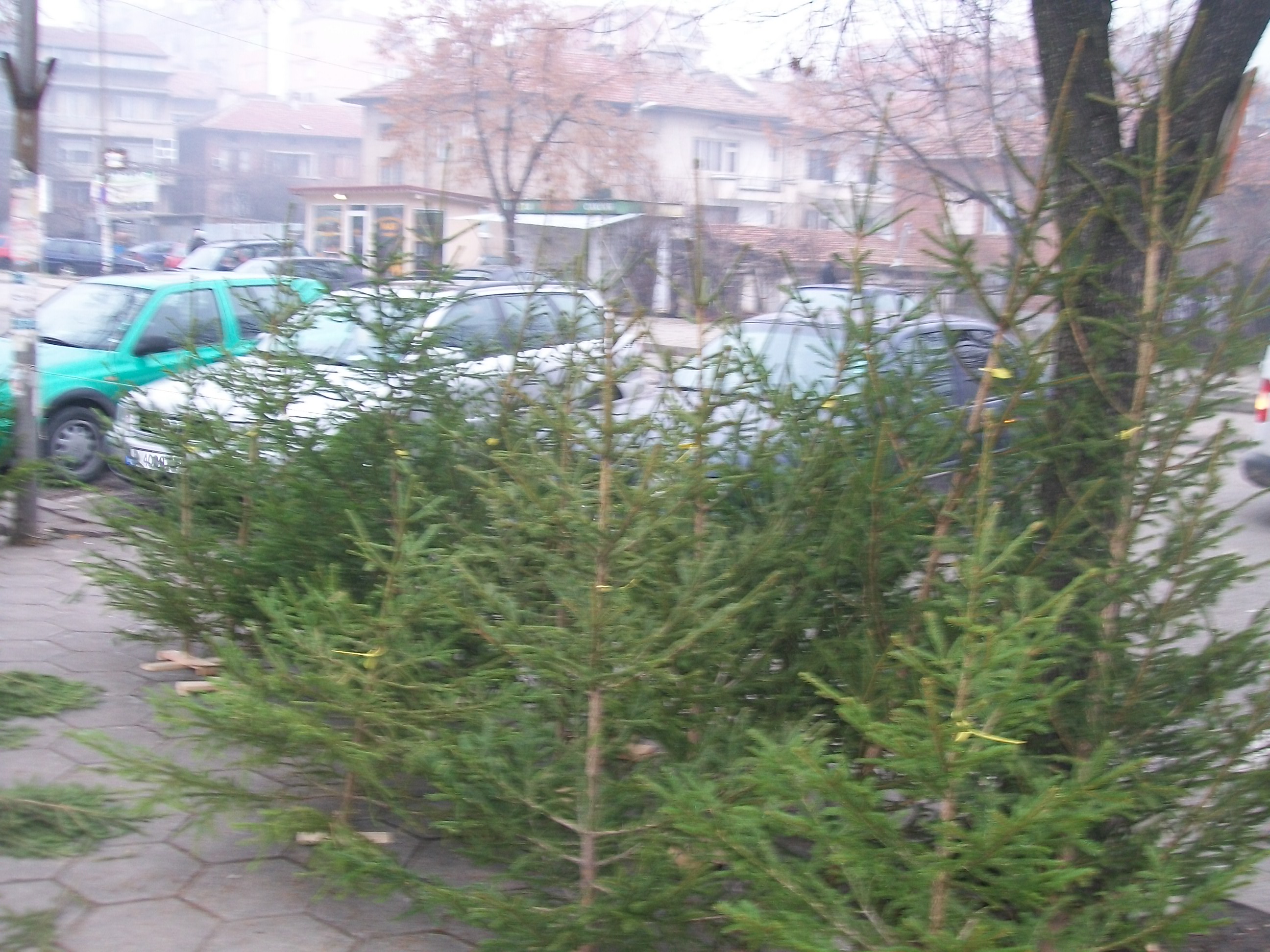 Варненци даряват непотребните елхи на зоопарка 1 5492a5f0ee61d 2