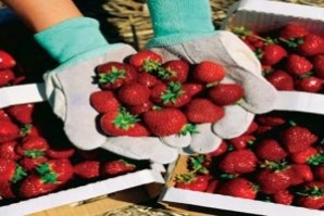 Испанци дават на хасковлийки 38 евро на ден за бране на ягоди