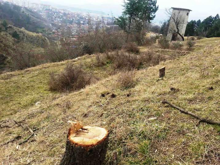 Нови мерки срещу незаконната сеч