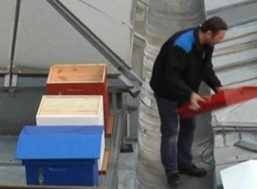 Столичанин отглежда пчели на покрива на блока