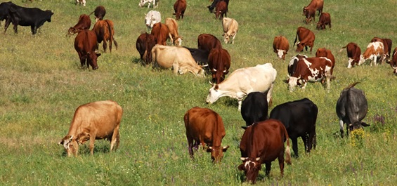 МЗХ търси пазари за износ на млечните ни продукти в трети страни