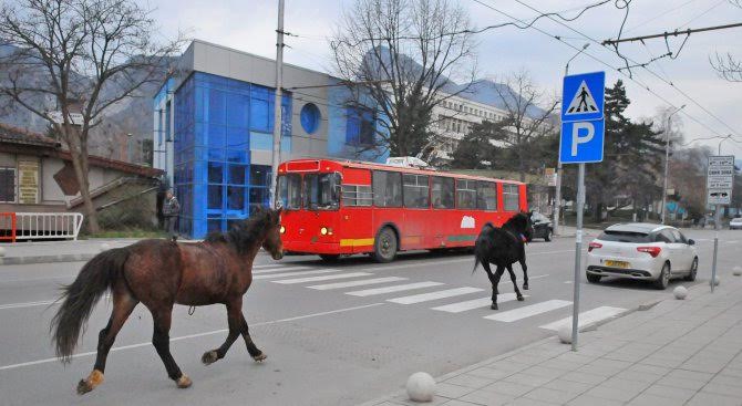 Общината забрани движението на каруци в центъра на Враца