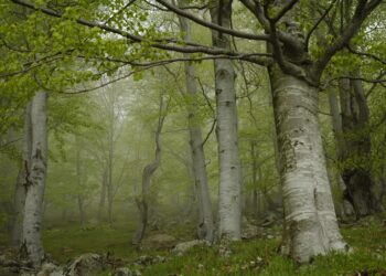 Харманли брани вековни гори