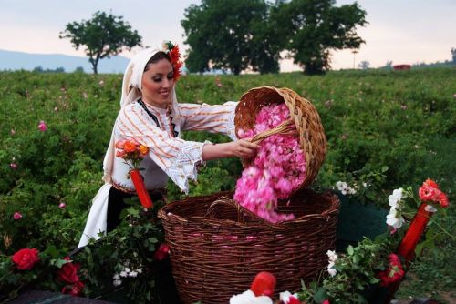 Розовото масло впечатли холивудската звезда Джесика Алба