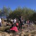 Засадиха 1000 липи и акации за Деня на будителите