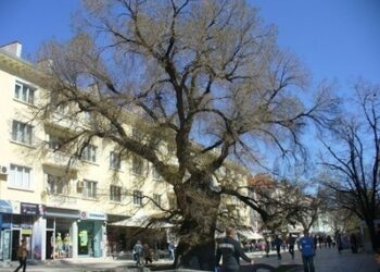 Решават бъдещето на Стария бряст с анкета