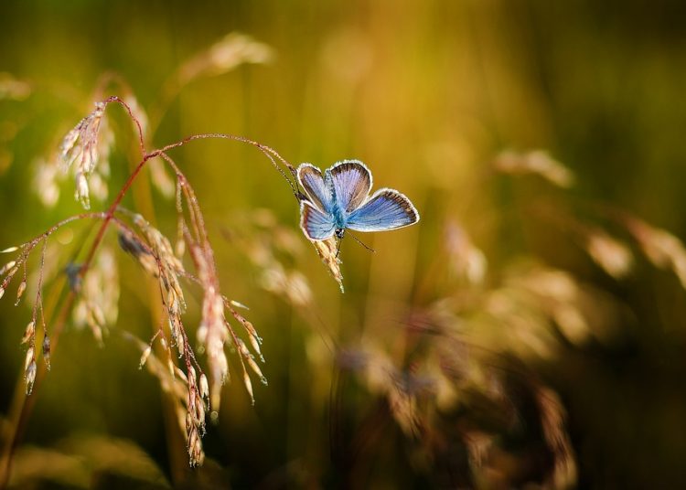 Слънцето ни се усмихва и днес 1 butterfly 1938978 960 720