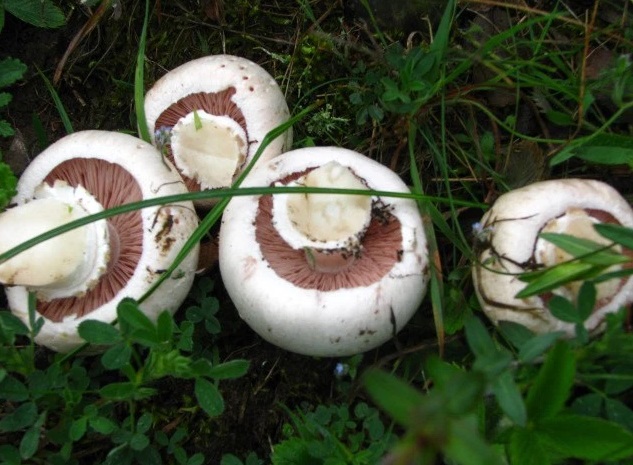 Цяло село тръгва за гъби 1 gubi