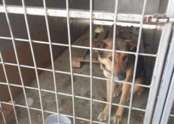Пълна промяна на приюта за кучета край Дупница