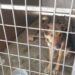 Пълна промяна на приюта за кучета край Дупница