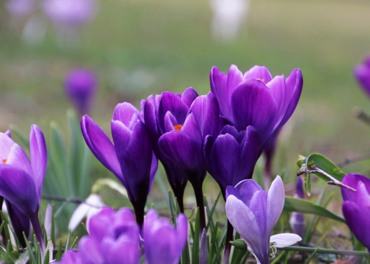 До 17°днес, но с вятъра нахлува студен въздух 1 violet 4032577 1920