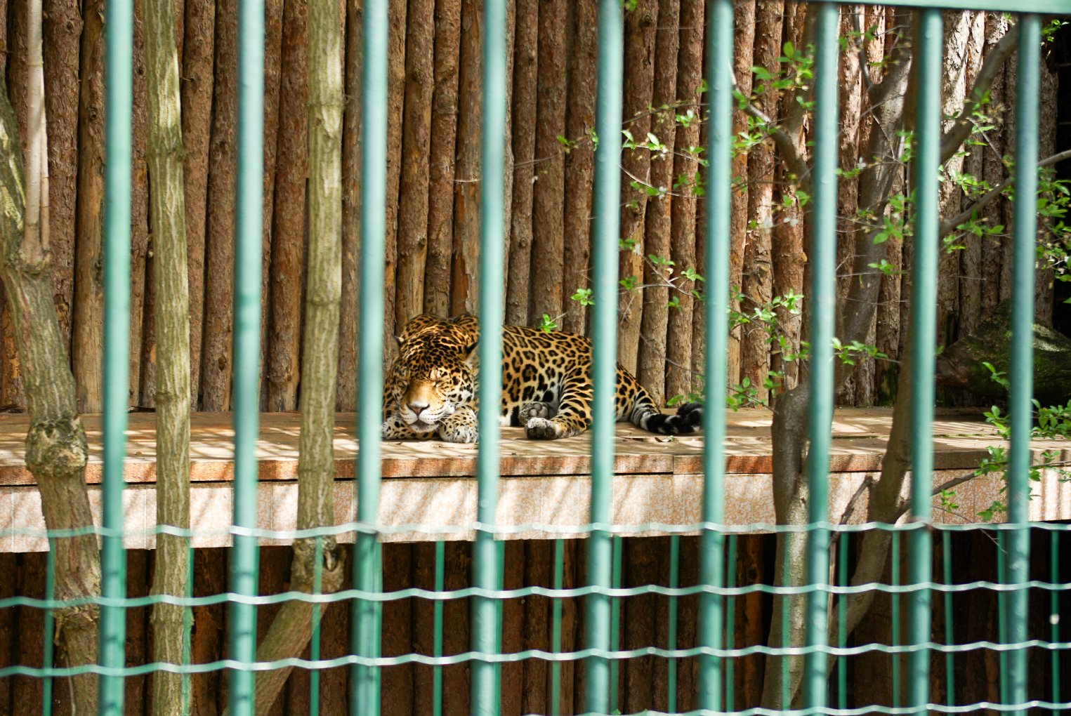 До 20 пъти по-големи клетки за хищниците в столичния Зоопарк 1 zaspala leopardova shtampa