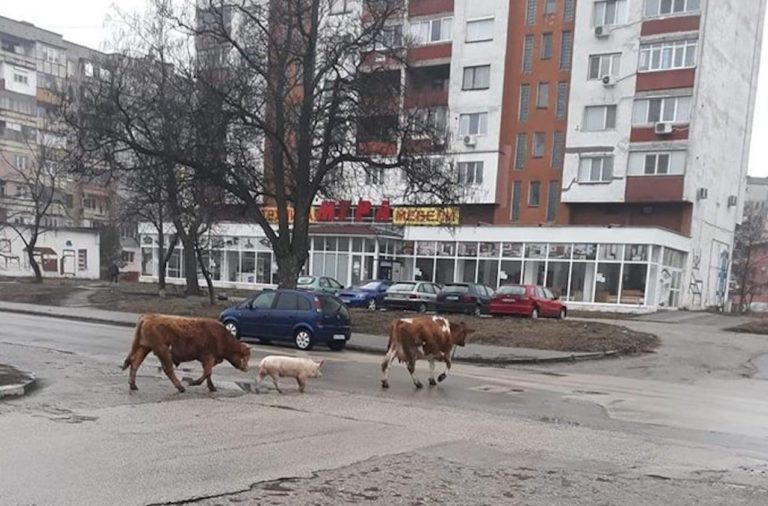 Дружба между бик, крава и прасе шашна Видин