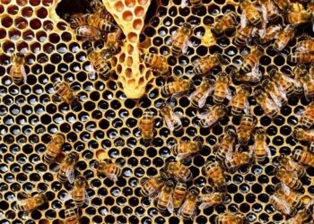 Bees houses to be built on the roof of Gdynia City Hall